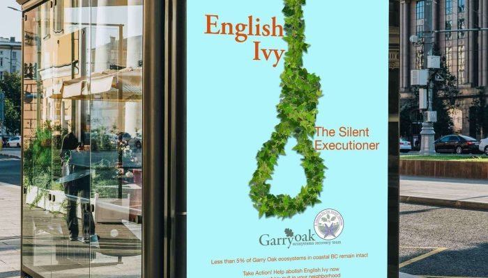 hollylee_ivybusshelter